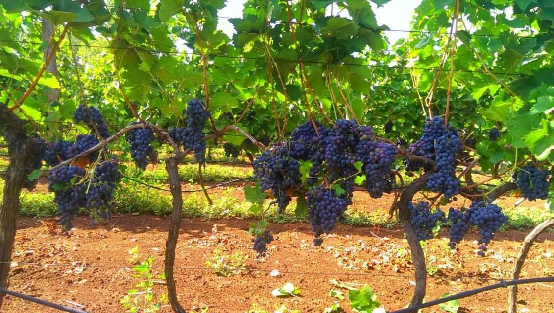 Apartments Blue & Green Mošćenička Draga المظهر الخارجي الصورة